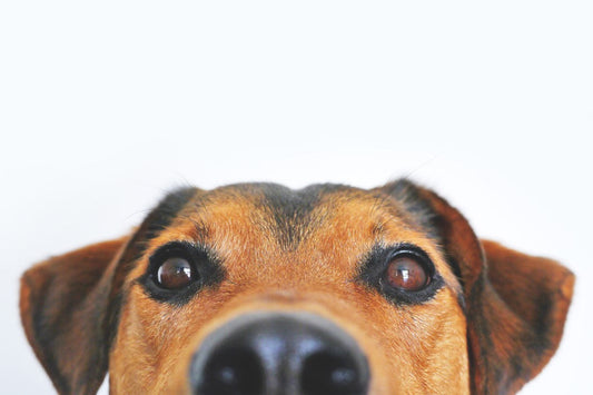The Furry Fountain of Youth: How Your Pet Can Help You Live a Longer, Healthier Life